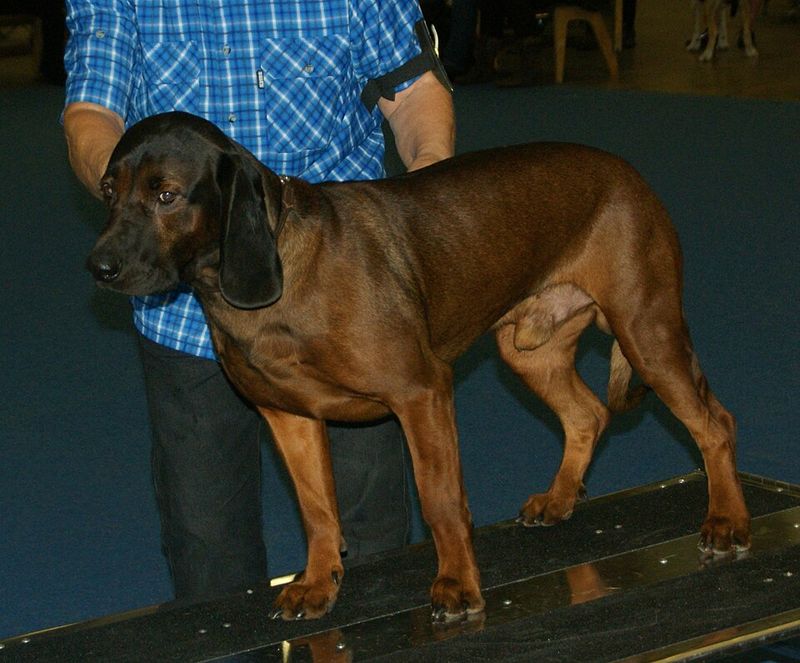 Bavarian Mountain Scent Hound