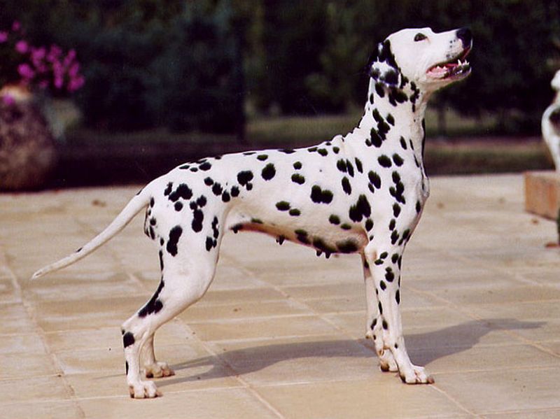 Dalmatian