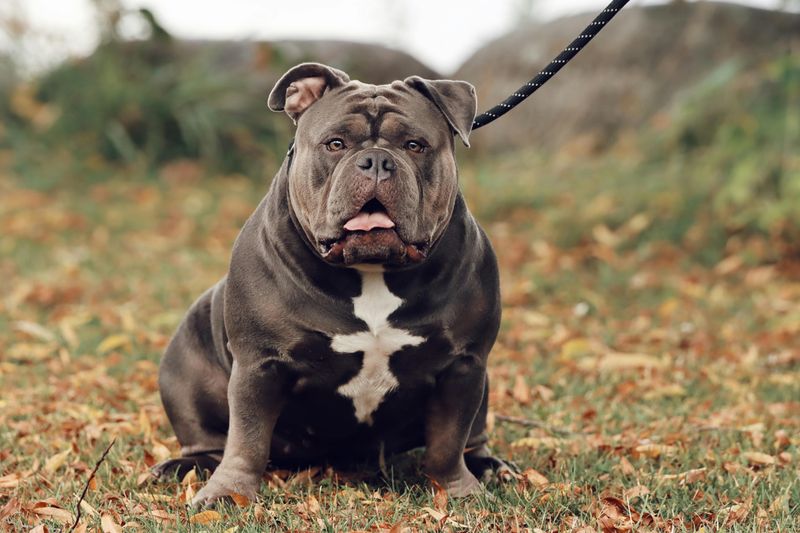 25 Dog Breeds That Command Respect Just by Their Presence 21 American Bulldog