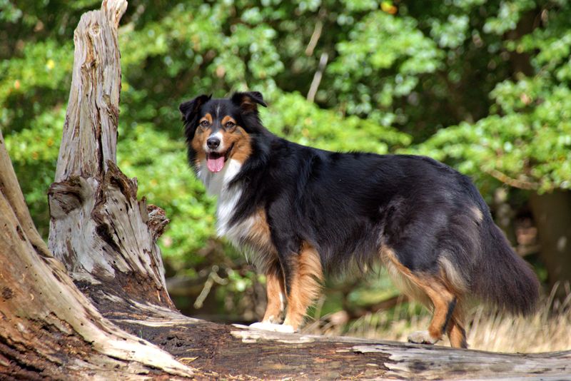 Australian Shepherd