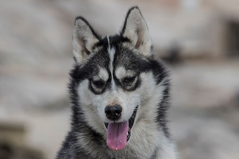 These 13 gorgeous dog breeds have stories far tougher than their appearance suggests 2 Siberian Husky