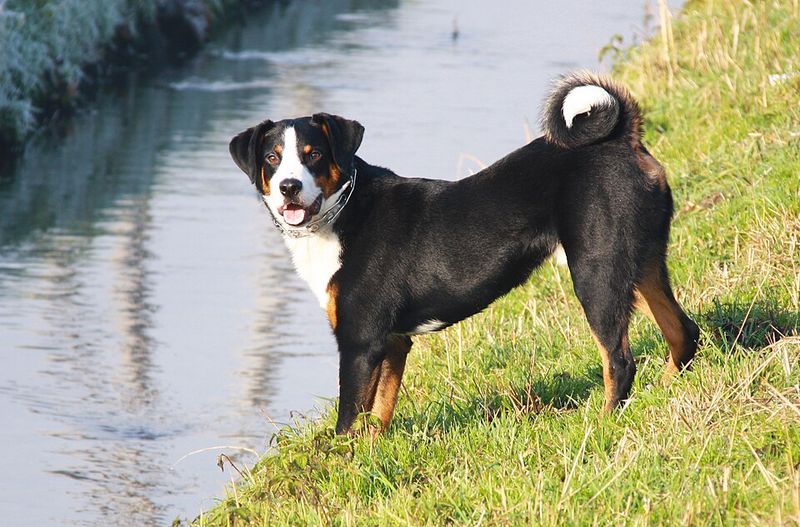 Appenzeller Mountain Dog