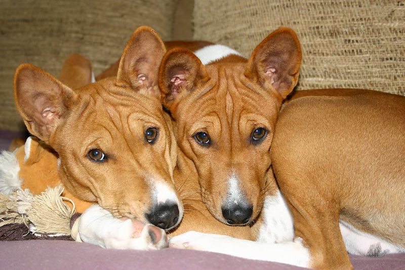 Basenji