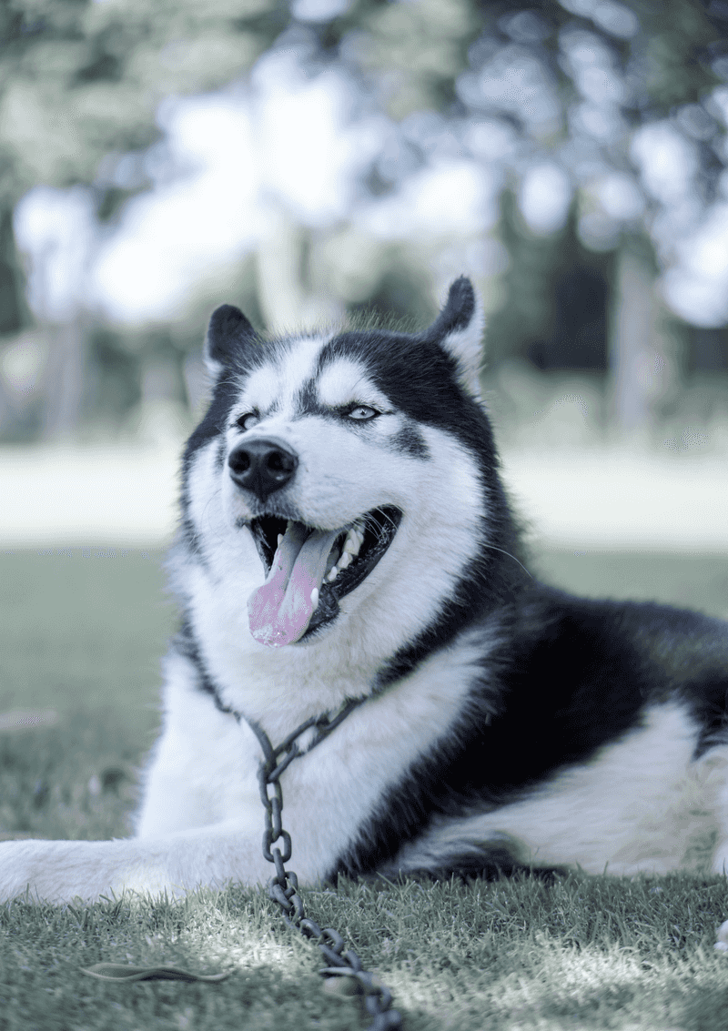 The same routine doesn't work equally well for every dog - These breeds make personalization especially valuable 6 Siberian Husky