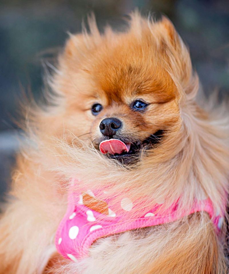 13 Devoted Small Dog Breeds Known for Staying Close to Their Owners 3 Pomeranian