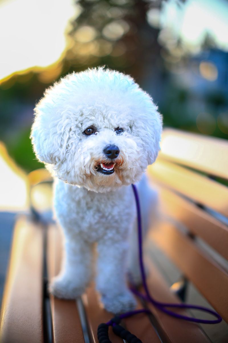11 white-coated breeds that make simple coloring look unforgettable - plus 2 overlooked beauties 4 Bichon Frise
