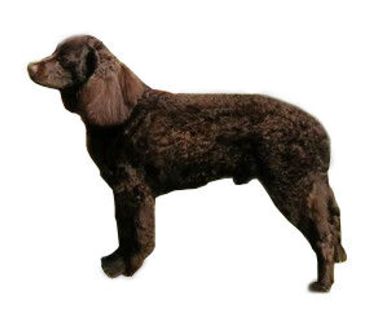 American Water Spaniel