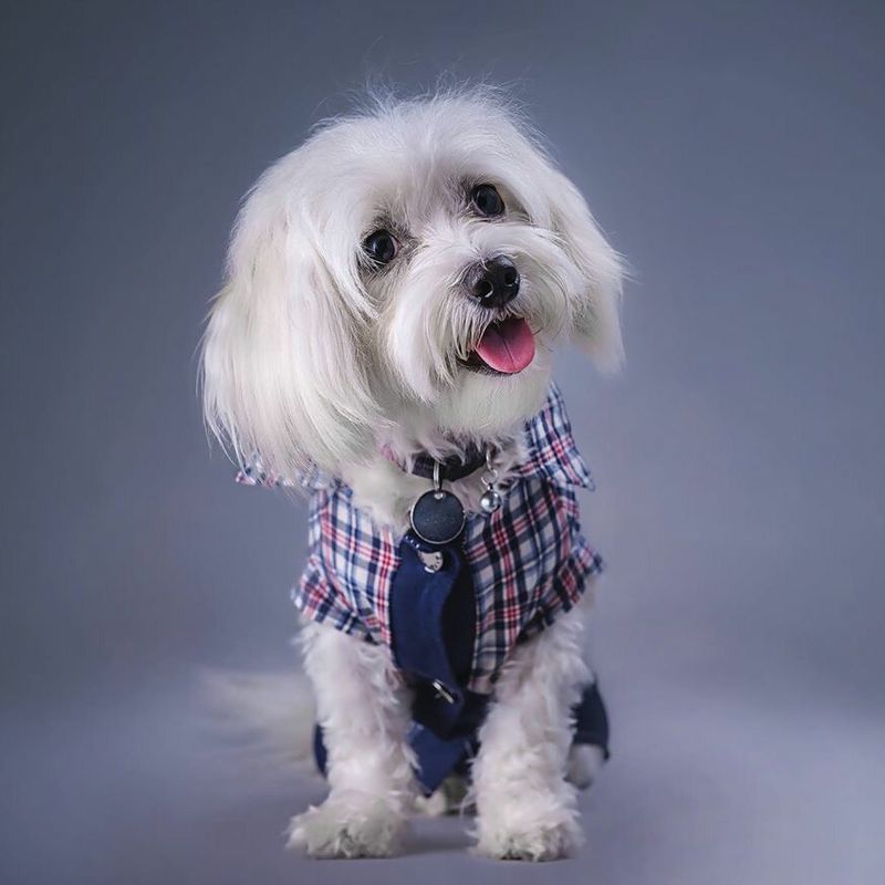 11 loving dogs that treat staying close to you as their favorite thing in life 6 Maltese