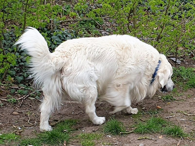 14 strong dog breeds that match the bullmastiff’s calm but intimidating energy 11 Great Pyrenees