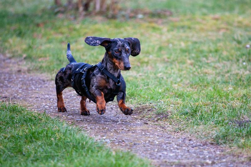 11 Tiny Dogs with Big Personalities and Loving Natures 7 Miniature Dachshund