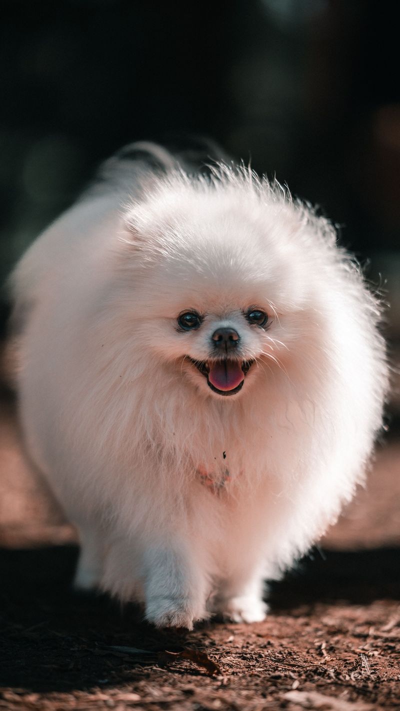 Pomeranian