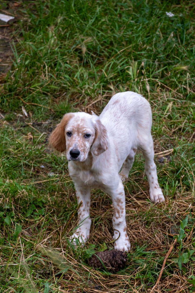 The calmest companion in the house is often one of these remarkably steady dog breeds 11 English Setter