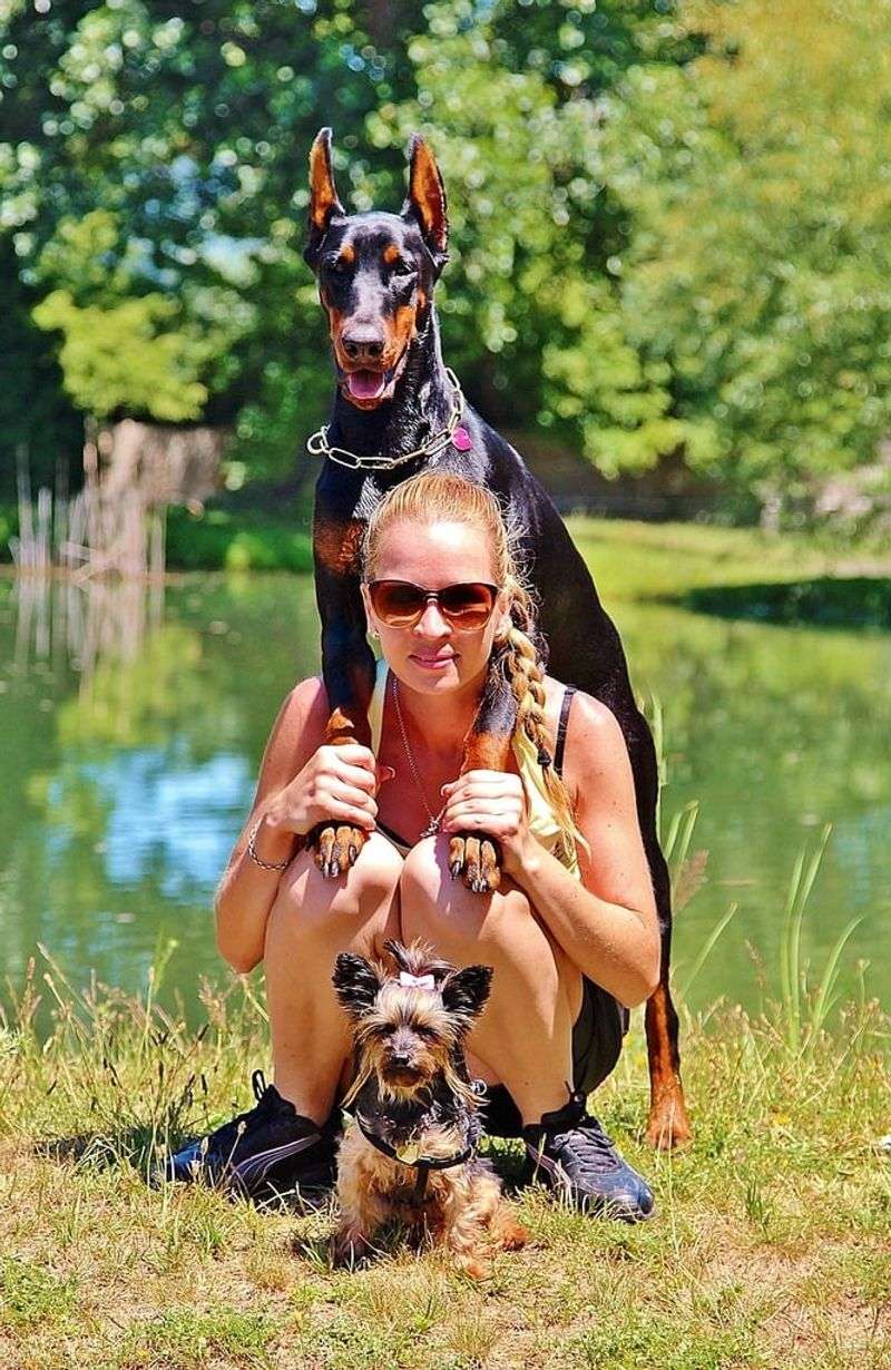 Doberman Pinscher