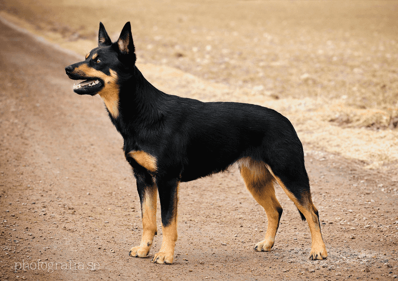 Australian Kelpie