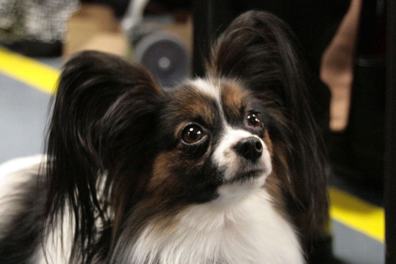 Papillon (well-trained)