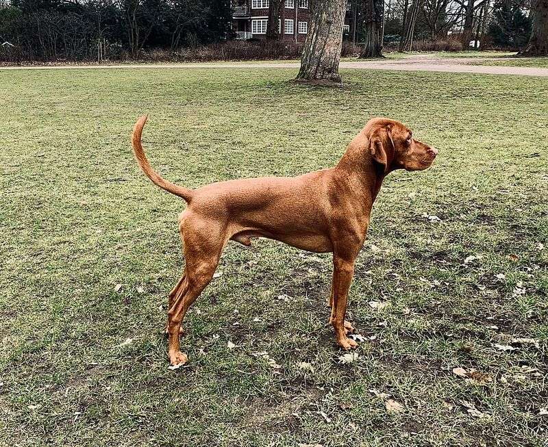 12 emotionally loyal dog breeds that connect deeply in subtle ways 2 Vizsla