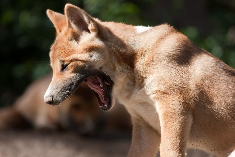 New Guinea Singing Dog