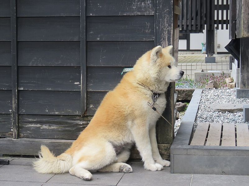 Stop measuring your dog's love by cuddles - Some of the strongest signals look completely different 2 Akita - the loyal shadow at your heel