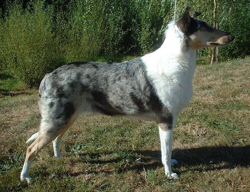 Some dog breeds don't fill the room with excitement - they fill it with reassurance 9 Smooth Collie