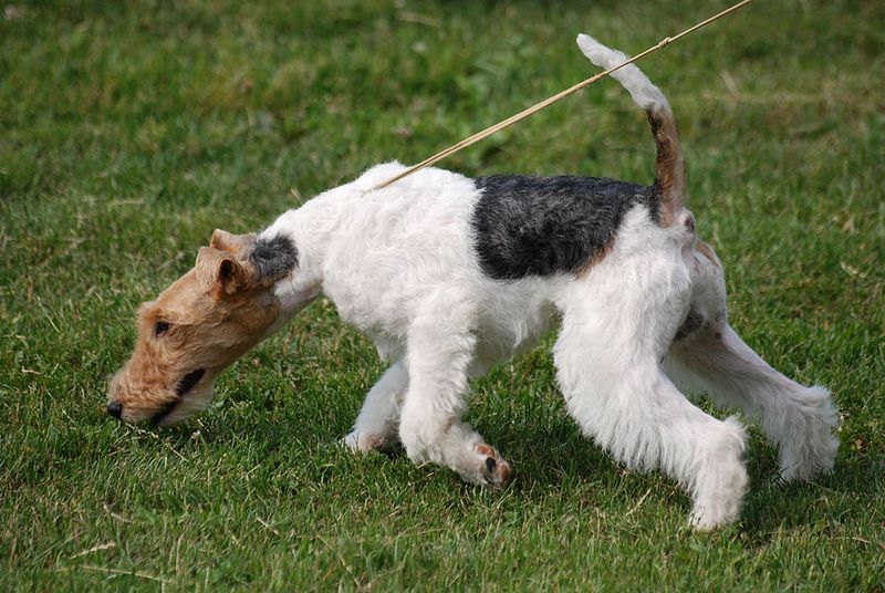 Fox Terrier