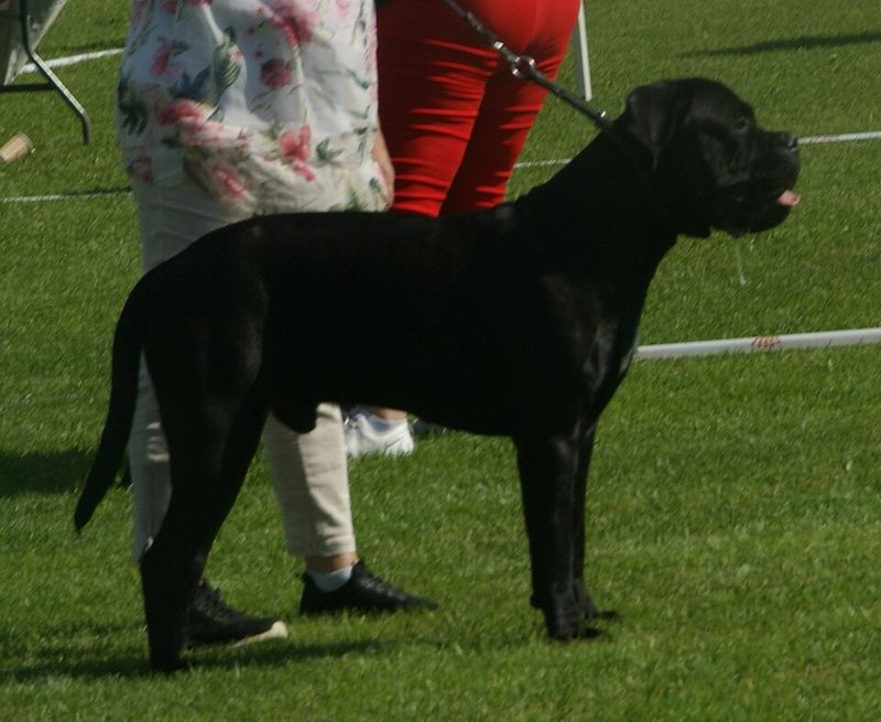 Cane Corso