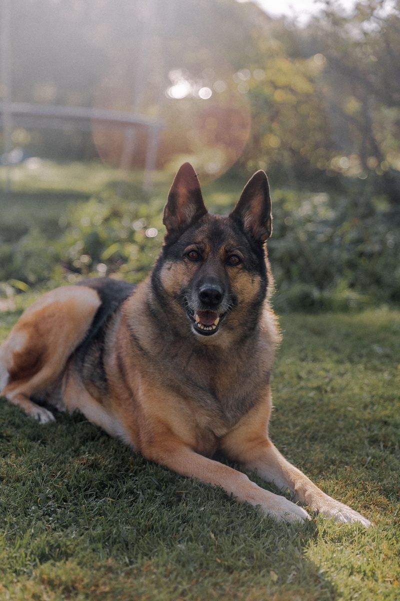 Living with these dog breeds feels different every year - because they keep developing in unexpected ways 6 German Shepherd
