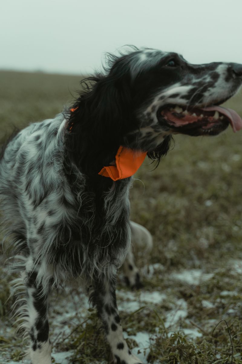 These dogs don't need dramatic personalities to become unforgettable companions 9 English Setter