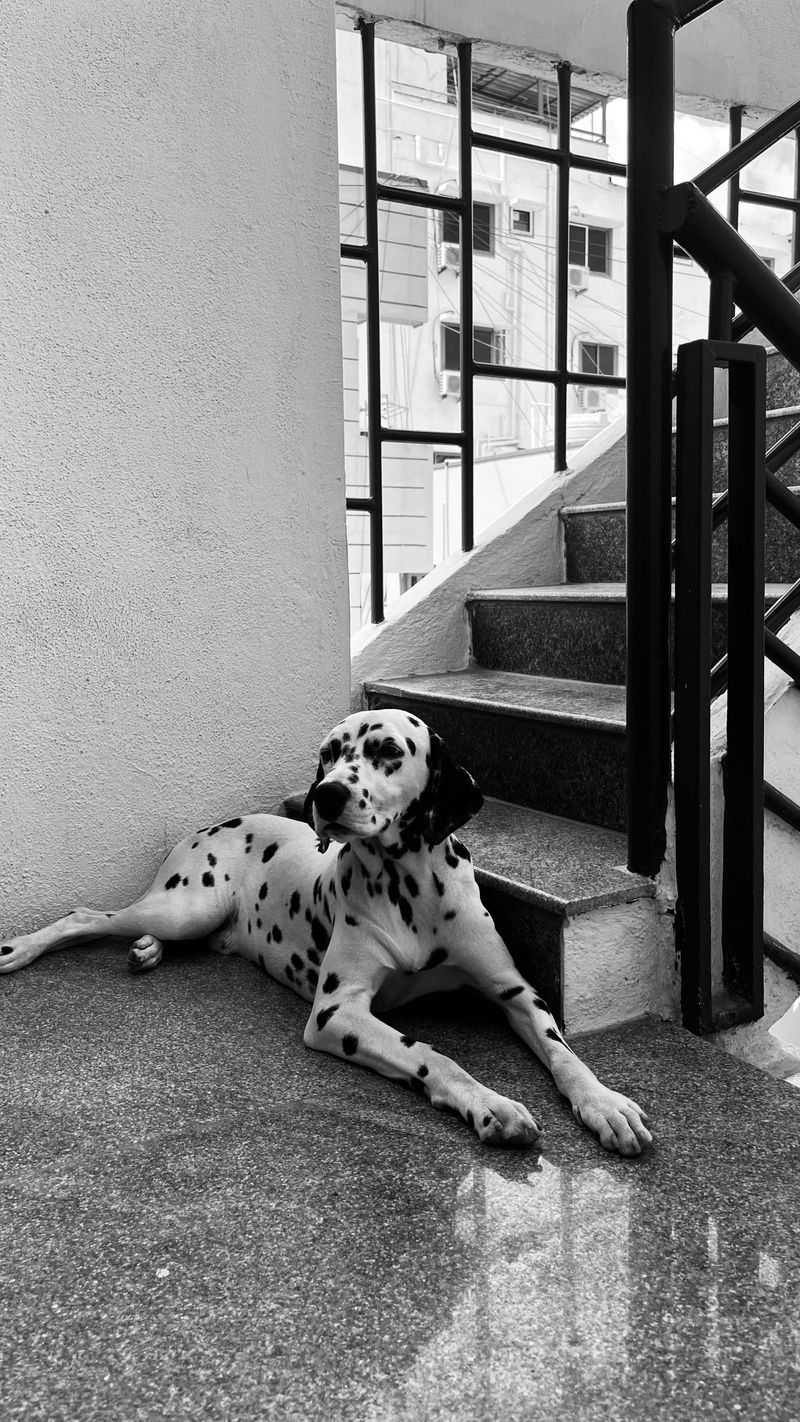 Dalmatian