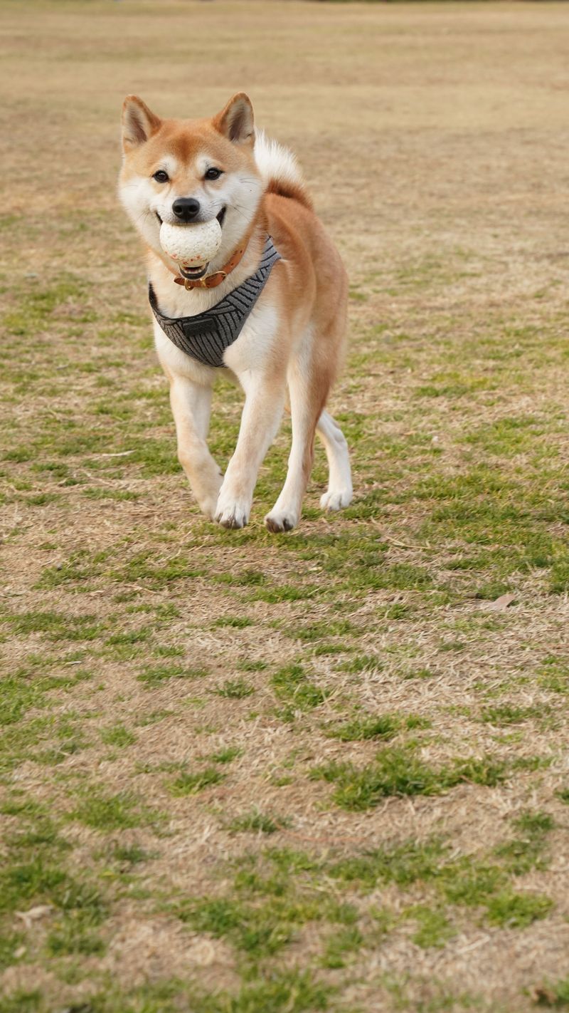 Shiba Inu: The Cat in a Dog Suit