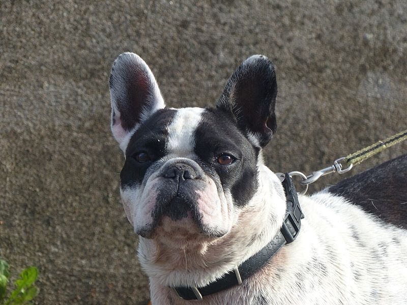 French Bulldog