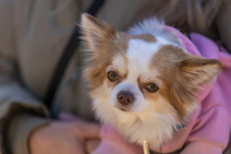 10 small dog breeds that form an unbreakable bond with just one person 2 Chihuahua