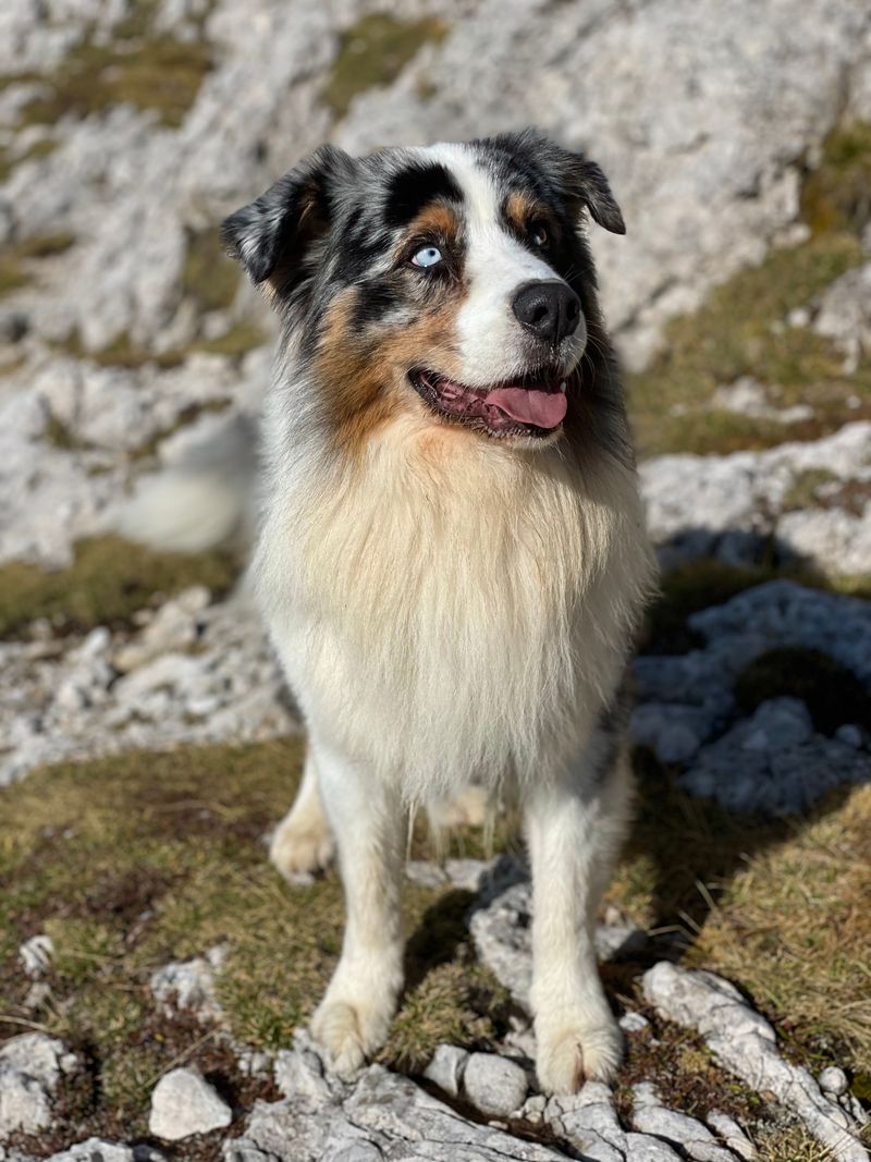 Don't let the cute faces fool you - These 13 dog breeds were built to move 9 Australian Shepherd