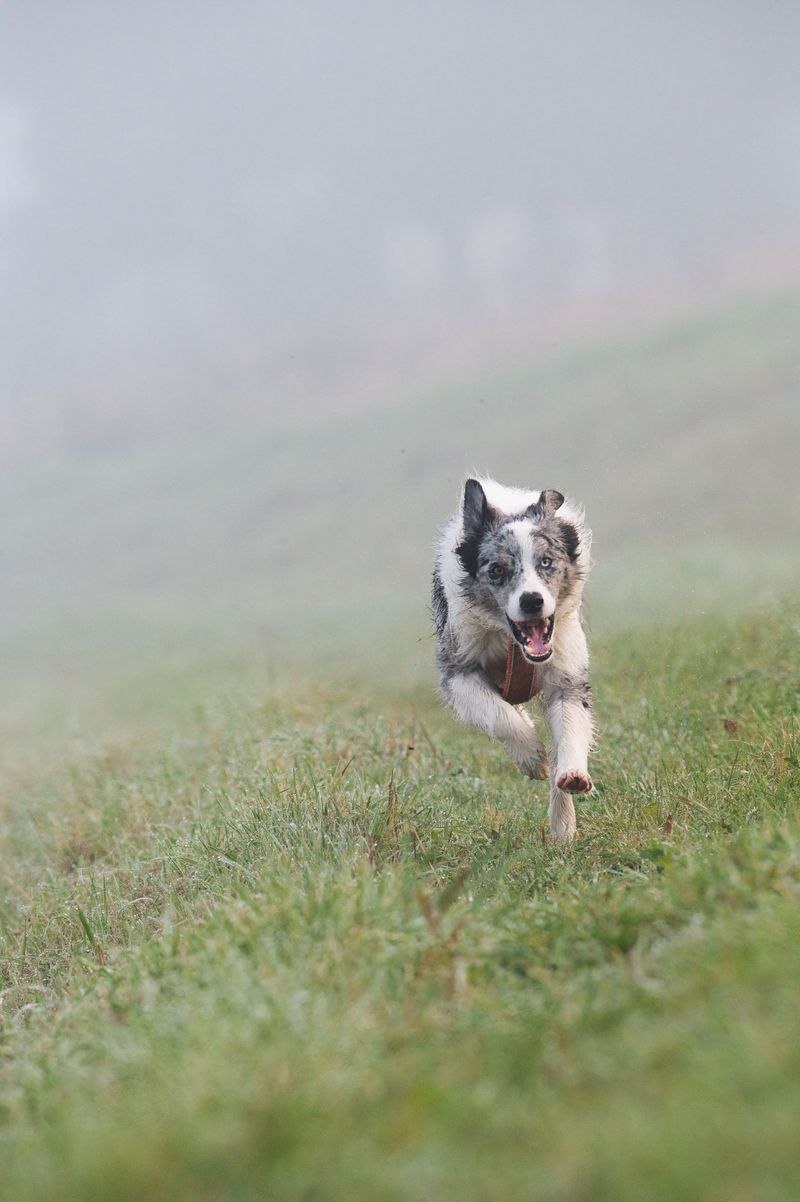 10 dogs that remind owners friendliness and low prey drive are not the same trait 7 German Shorthaired Pointer: Everybody's Buddy, Bird's Nightmare