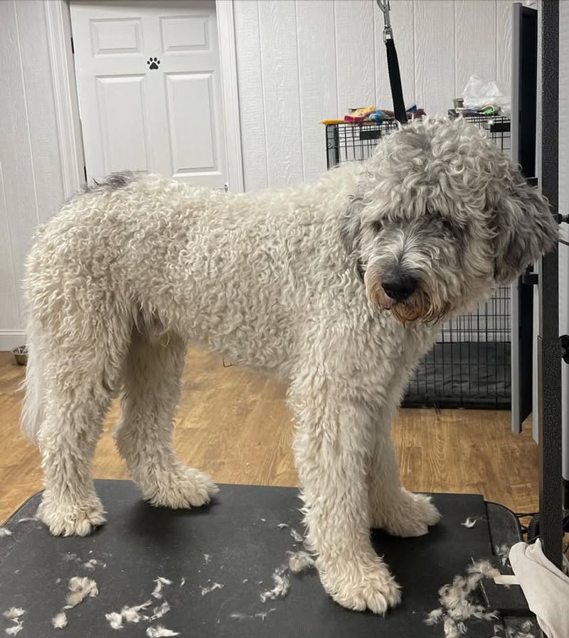 25 Popular Doodle Dog Breeds Gaining Attention in 2025 13 Pyredoodle