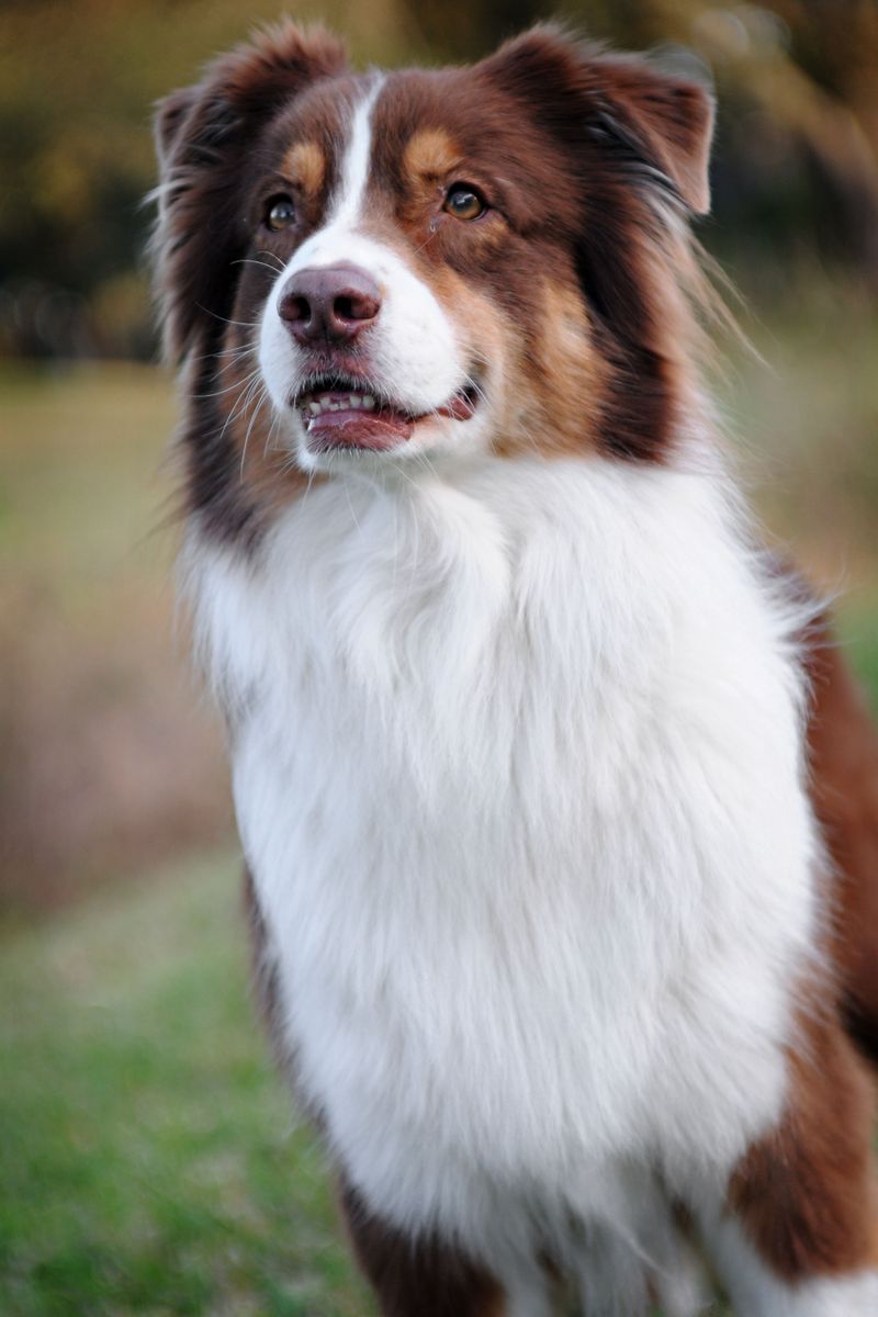 The bond sounds wonderful - Until you realize just how much these dogs may want to be part of your life 4 Australian Shepherd - Brainy barnacle on your plans