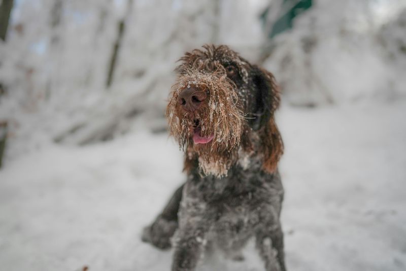 Spinone Italiano