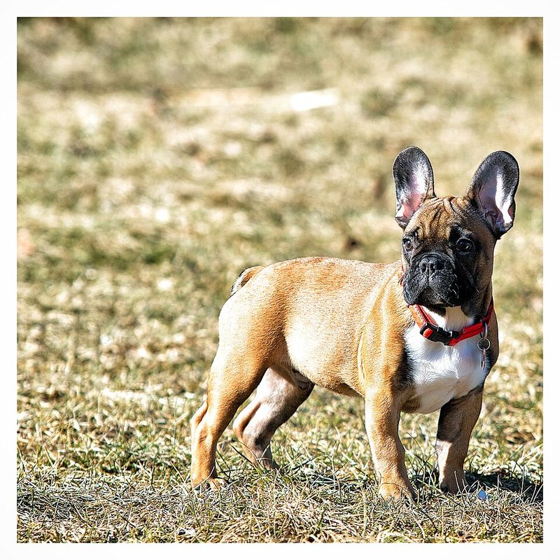 11 breeds that can turn routine care into a surprisingly large annual budget 7 French Bulldog