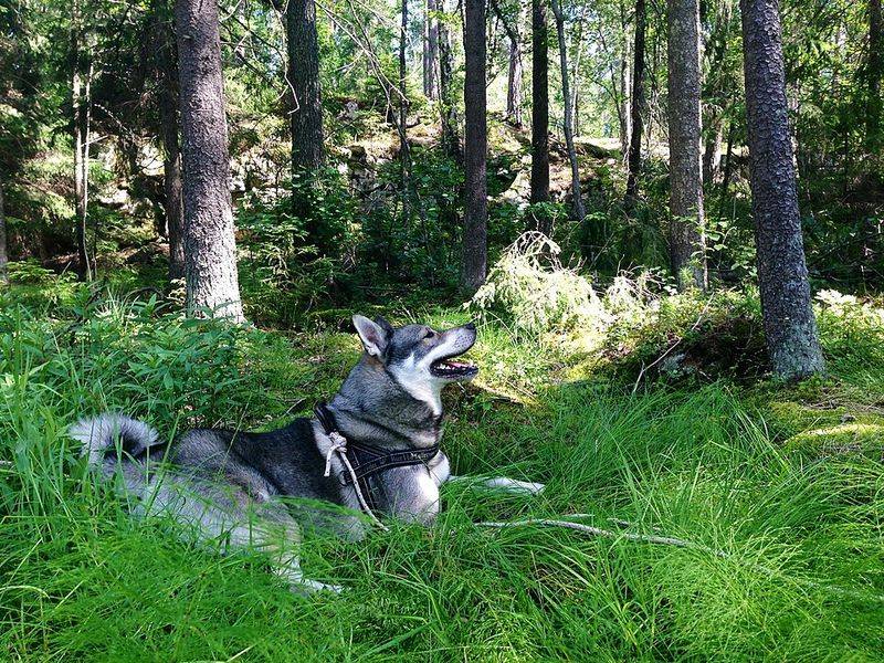 Swedish Elkhound
