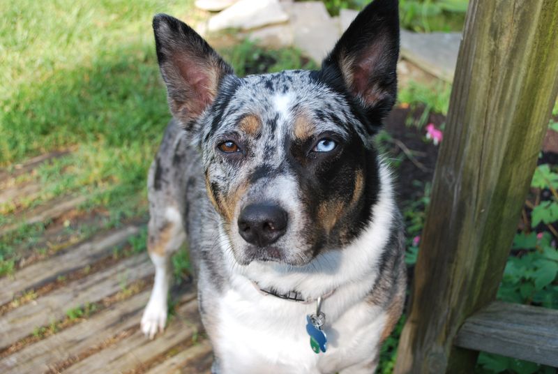 16 breeds that become exceptional companions once they understand expectations 15 Australian Cattle Dog