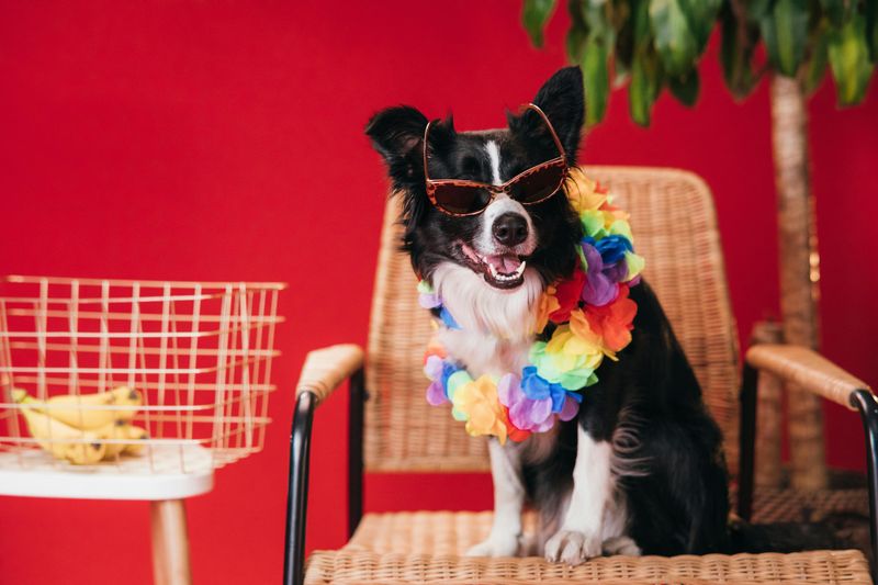 12 healthier snacks that dogs love and experts recommend 10 Banana pieces