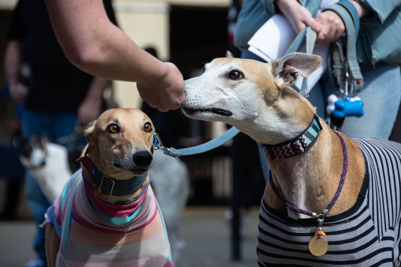 Greyhound