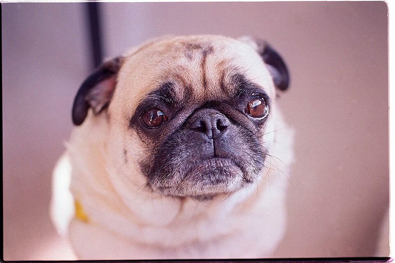 12 dogs that make people fall for the face first - then discover there's plenty of personality behind it 3 Pug