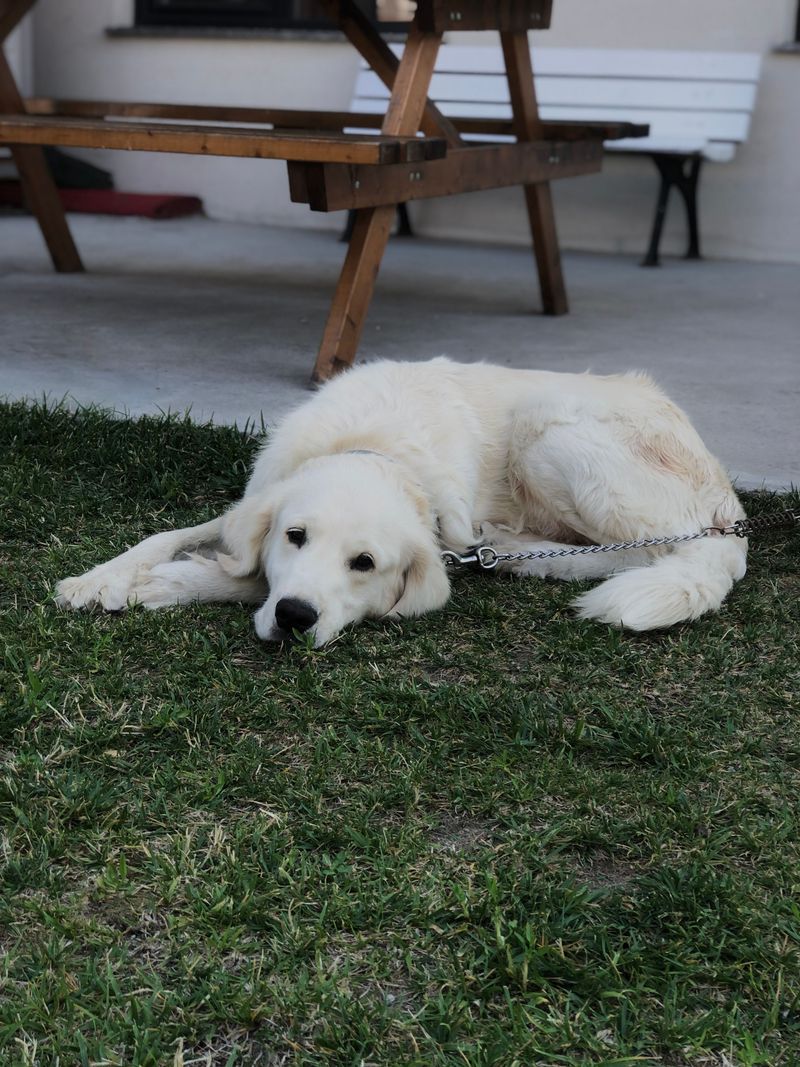 Guard dog instincts run deep in these 10 loyal, family-protective breeds 6 Great Pyrenees