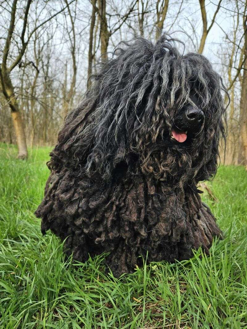 Puli