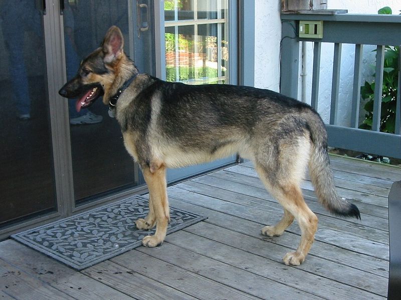 German Shepherd