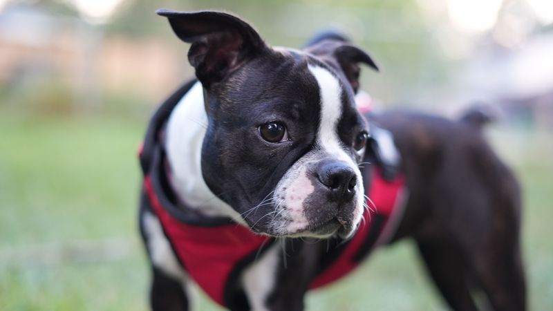 Want companionship without constant commotion? These dogs may match the rhythm you're after 7 Boston Terrier