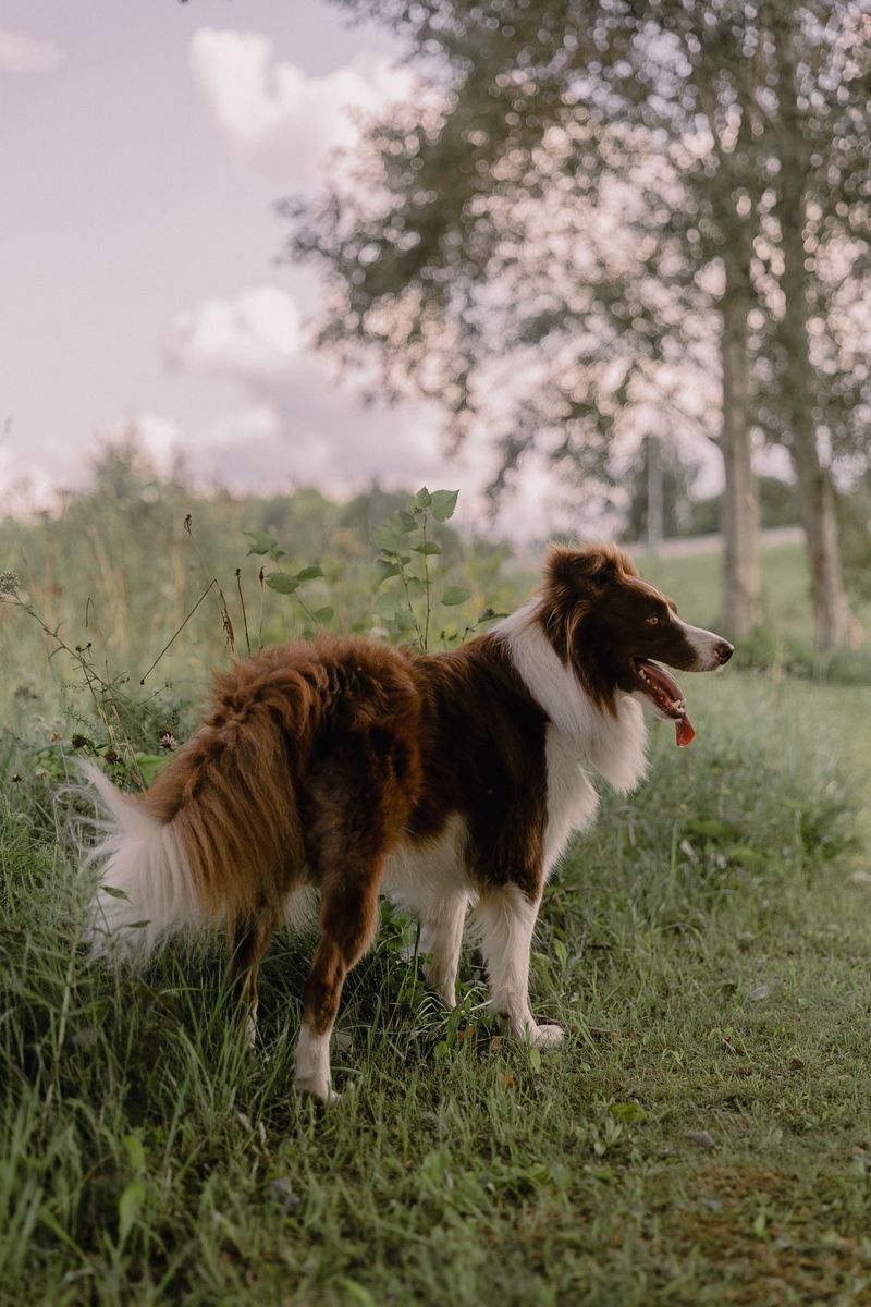 These 13 dog breeds often thrive when life follows a familiar rhythm 14 Border Collie