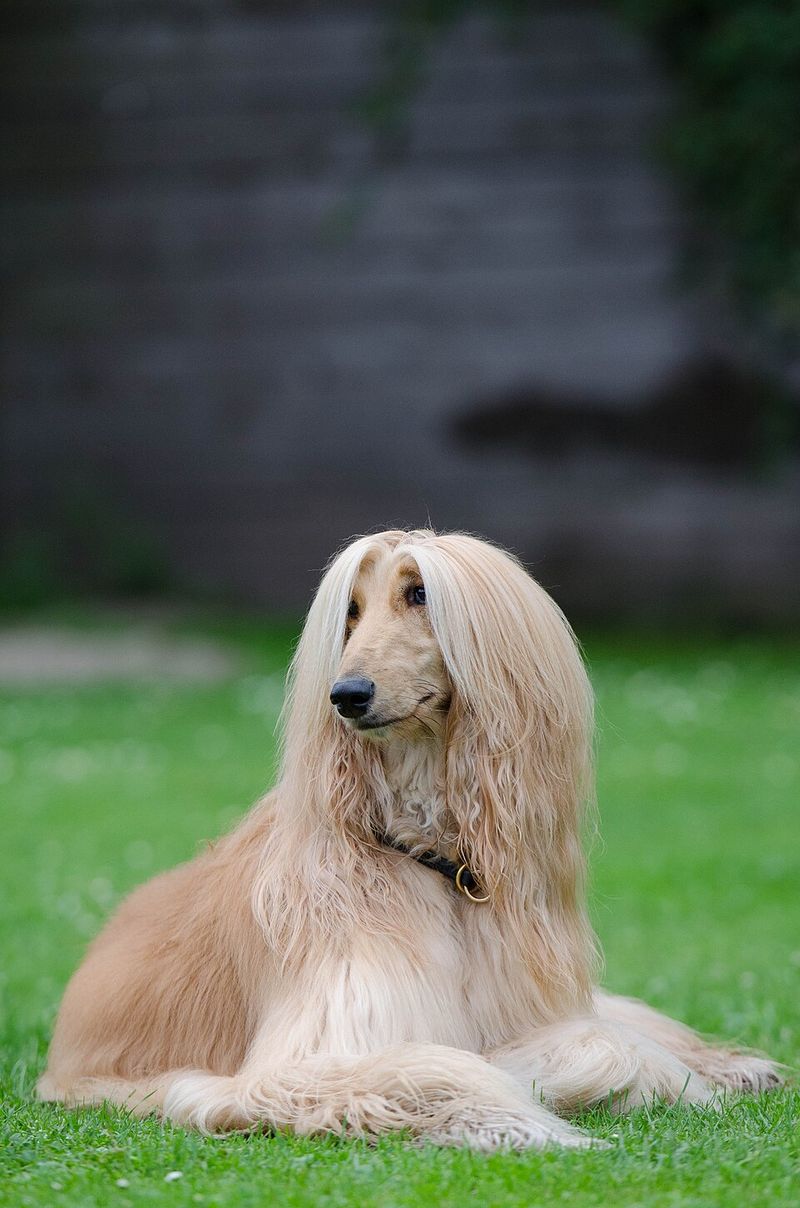 A house full of people won't stop these dog breeds from quietly choosing the one who matters most 10 Afghan Hound