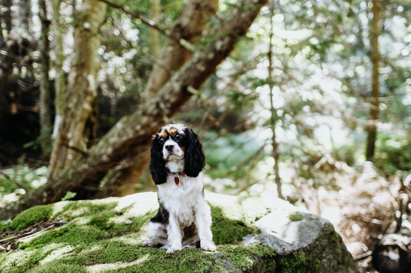 Small body, enormous presence - these toy dog breeds refuse to be treated like accessories 12 Cavalier King Charles Spaniel