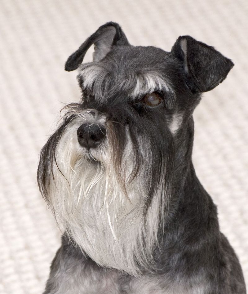 Everyone Says “Easy Dog” - Here Are 10 Breeds That Are Easy Only If You Do Your Part 9 Miniature Schnauzer